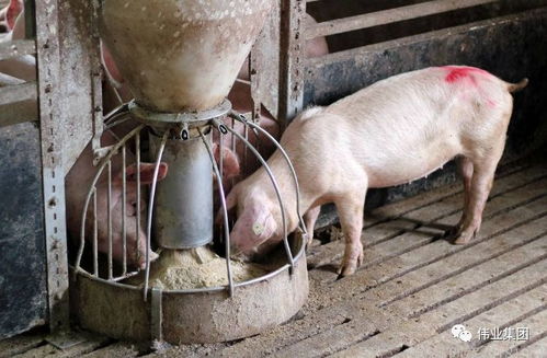 猪用膨化饲料成本效益高吗？养猪户如何评估其性价比？