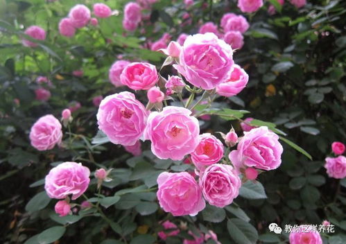 揭秘月季：无毒花卉，美丽又安心！