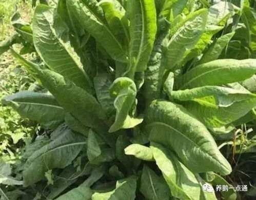 牧草与蔬菜的搭配