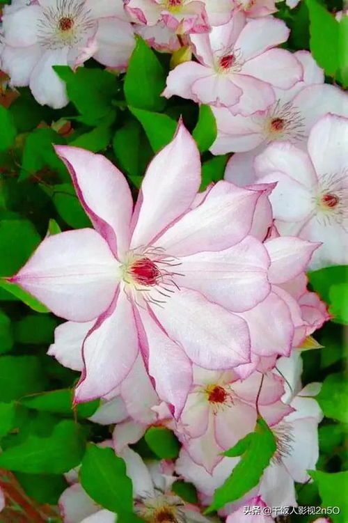 铁线莲，缤纷色彩