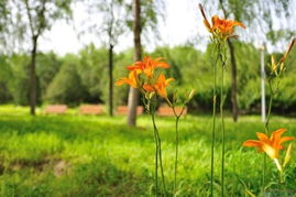 为什么江苏夏天野花遍地开？