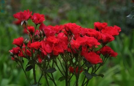 海神王阳台月季：阳刚之美