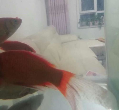 家中鱼儿患水霉病，病因不明
