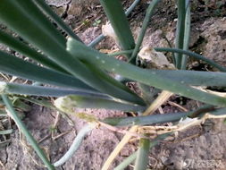 大葱虫子，让人头疼的小东西