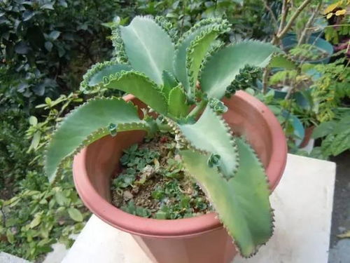 种植技术：土壤、 水分、肥料