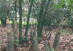 水竹竹，它究竟是个啥玩意儿？