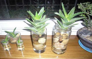 水培容器和水质