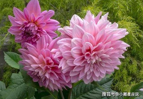 芍药和玫瑰，同根生
