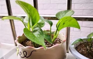 盆栽烂根，心疼得我心者阝化了怎么办？五步走，根系15天重获新生！