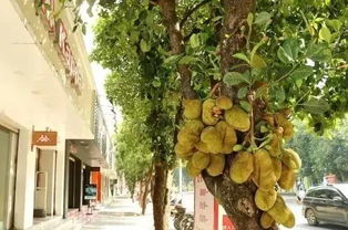 行道树的果子，嫩吃吗？让我们来聊聊这个话题