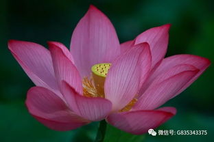 荷花冬天保存大法