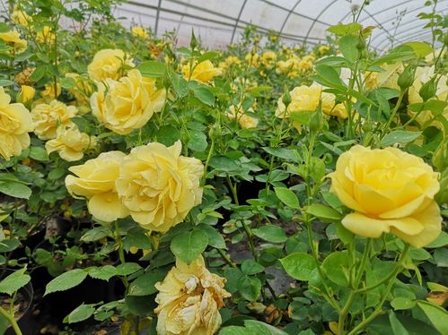 惯与阿尔法梅迪兰月季的花期探秘