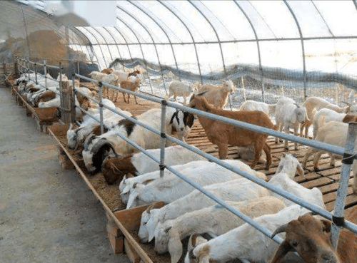 混合型饲料添加剂对牛养殖效果显著，它是否真成了养殖户摆脱困境的救命稻草？