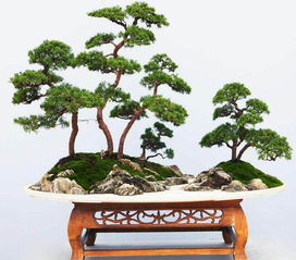 材料选择：准备你的小侧柏盆景大家庭