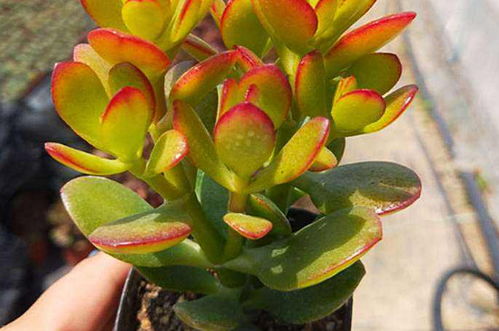 施肥要适量， 避免氮肥过多