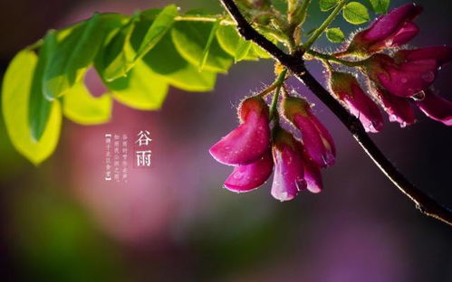 谷雨时节种山茱萸， 赔钱事小，心塞事大