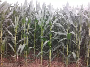 玉米种植好帮手：高产抗锈病品种大揭秘