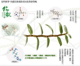 ：铁皮石斛， 并非万Neng药