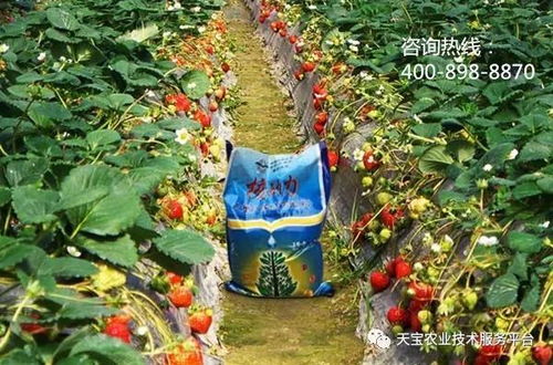 种植密度与气候因素