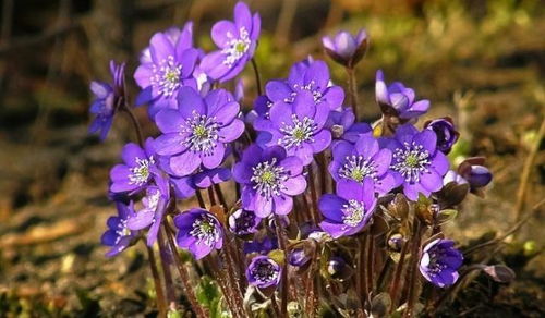 紫罗兰移栽最佳时间揭秘！