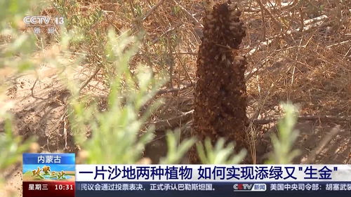 沙地里的生命奇迹