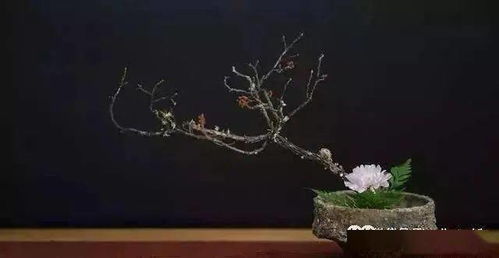 “含苞待放的花蕾，初绽即枯萎