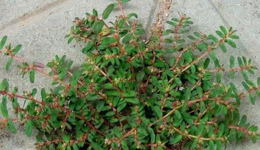 枸杞地里蚂蚁的烦恼