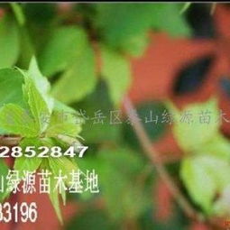 五叶爬山虎与三叶地锦：一场“外貌协会”的较量