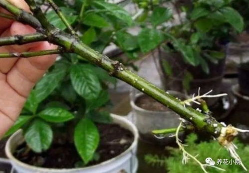 腊梅枝条， 扦插的技巧