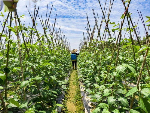 梨树叶子出现黄点应该使用什么农药进行有效治疗
