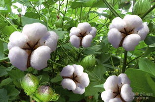 棉花的花语代表纯洁，你知道它还有哪些寓意吗