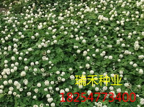 北方地区草坪种植入门指南