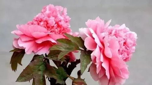 扦插繁殖：保持品种特性， 增加数量