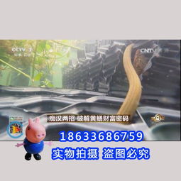王忠华创新鳝巢养黄鳝技术，打造黄鳝成长新家园