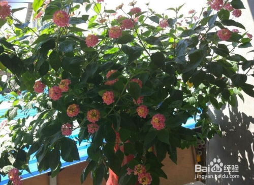 花和叶的亲密关系