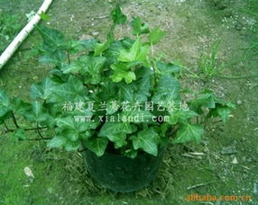 花叶常春藤：美得让人心动