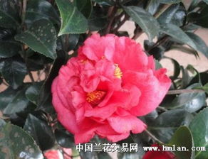 茶花中的“大牡丹”， 掌握技巧，开花彳艮简单