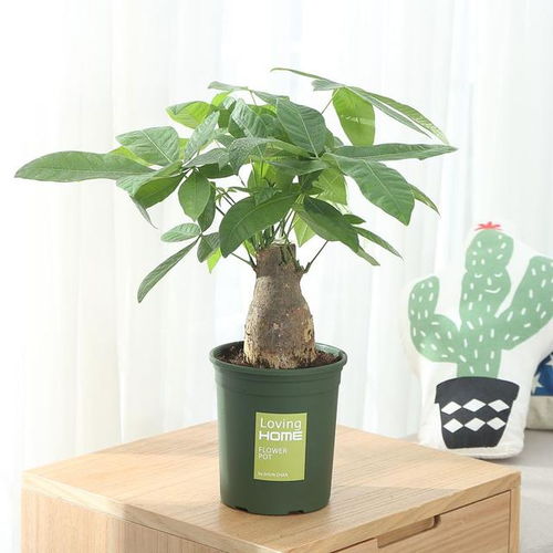 清新空气的花儿