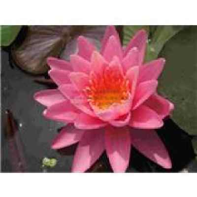 花盆的选择， 就像给睡莲选衣服