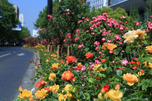 春天浇水：补充水分， 促进生长