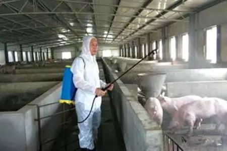 猪场隐形杀手：附红细胞体病来袭