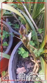 蕙兰花苞为何会自然掉落