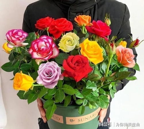 “如何让玫瑰快速开花？”