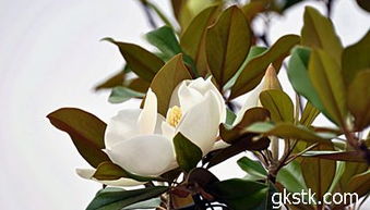 第二步：土球大小， 决定成败的关键