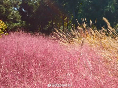 粉黛乱子草最佳种植时间是什么时候