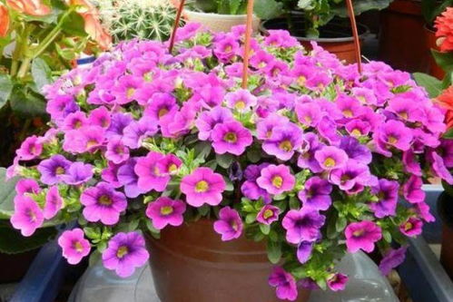 紫锥菊：自带水泵