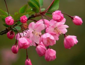 垂丝海棠花的种植方法