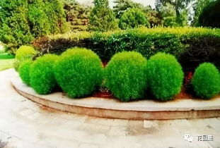 适合北方庭院种植的草坪草种及其特点