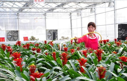 河南汝南大棚苗木产销情况揭秘