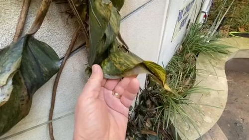 植物受冻后的快速恢复攻略